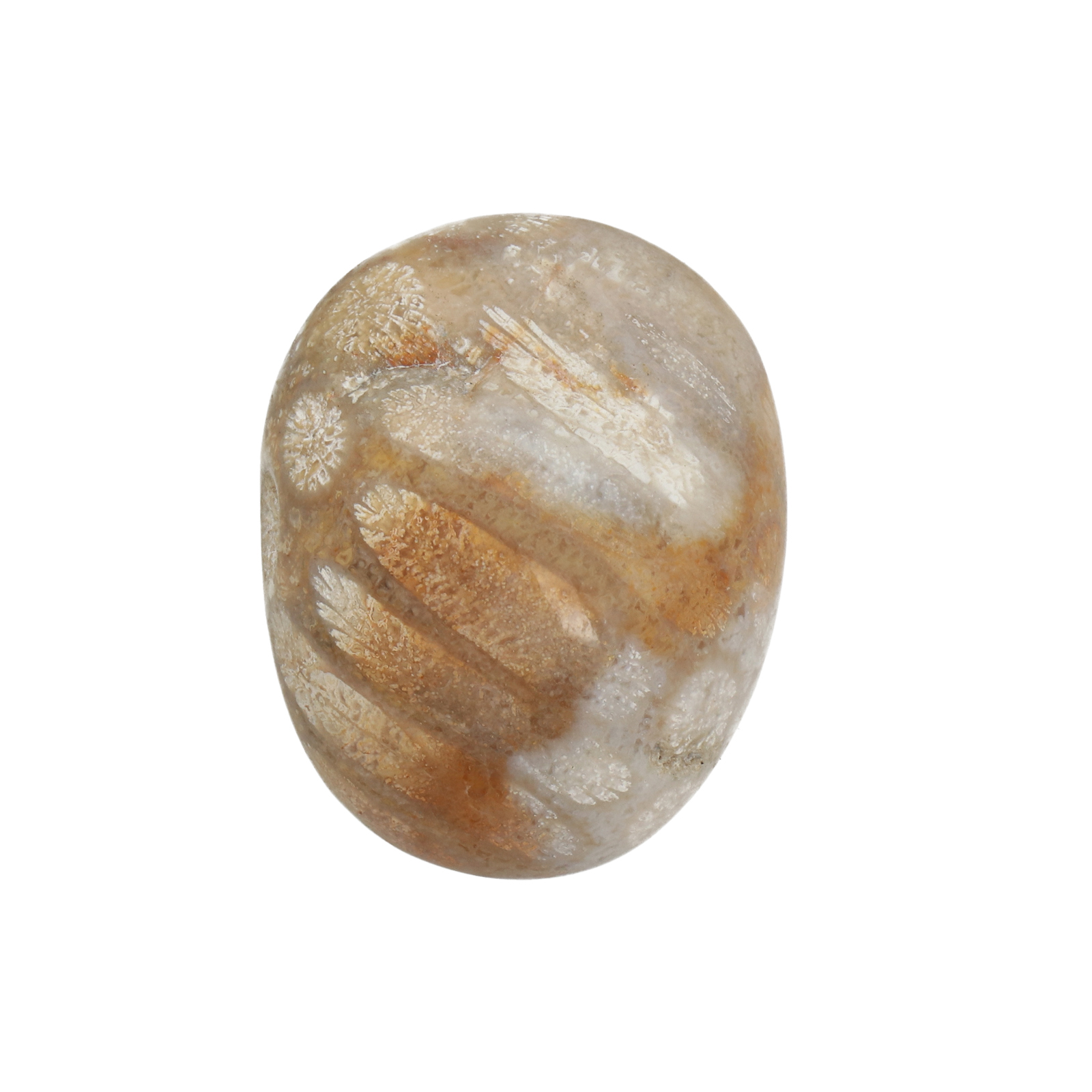 coral fossil agate tumbled polished 2-4cm aprox. | 2pc