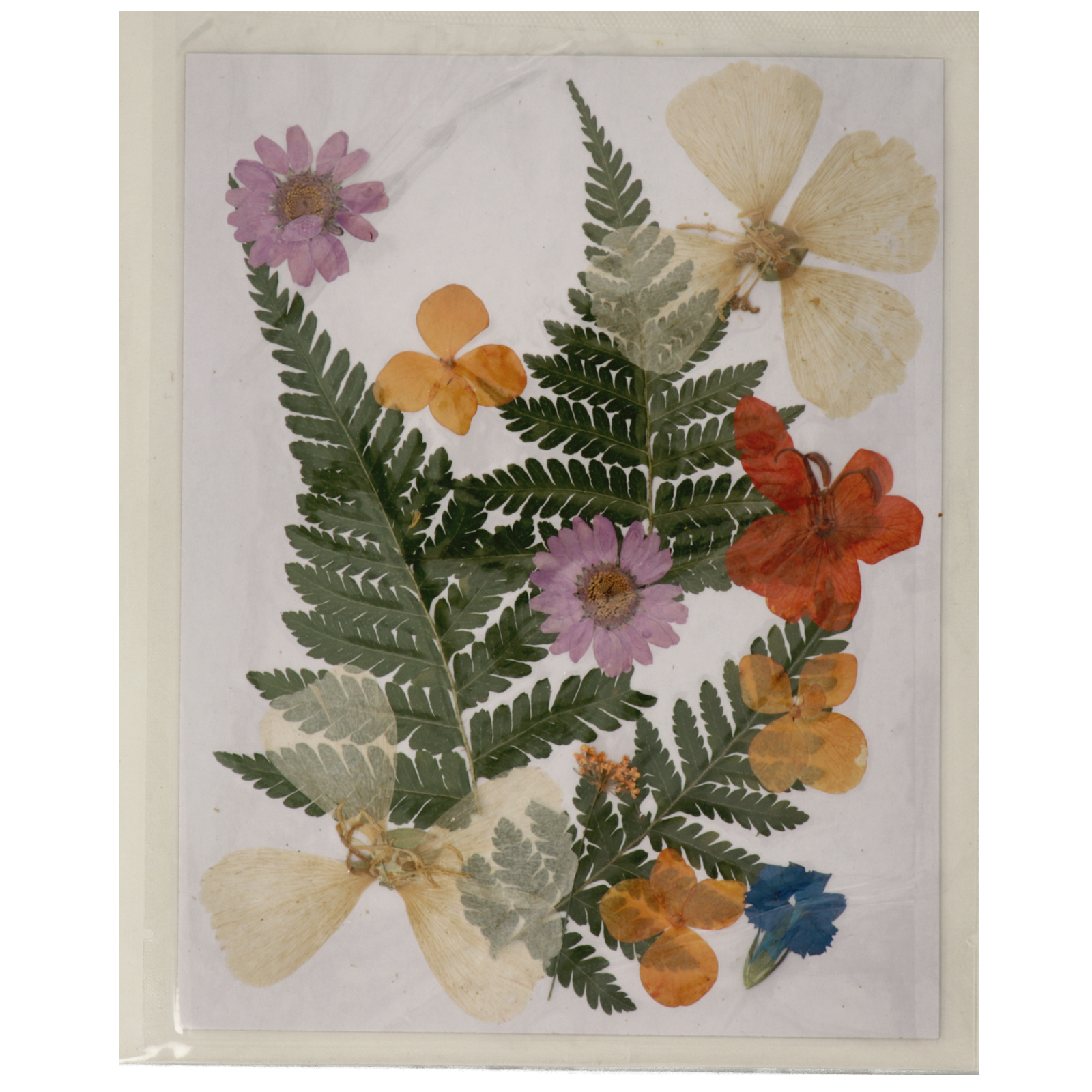 pressed flowers - violet orange mix 13pc | 1pc